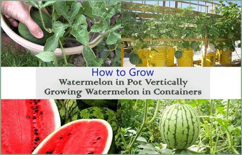 What Grows Well With Watermelon What Grows Well With Watermelon