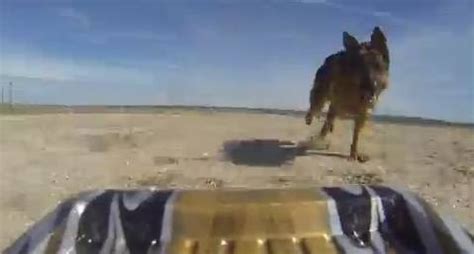 What Happens When A Dog Actually Catches A Car Rtm Rightthisminute What Happens When A Dog Actually Catches A Car Rtm Rightthisminute