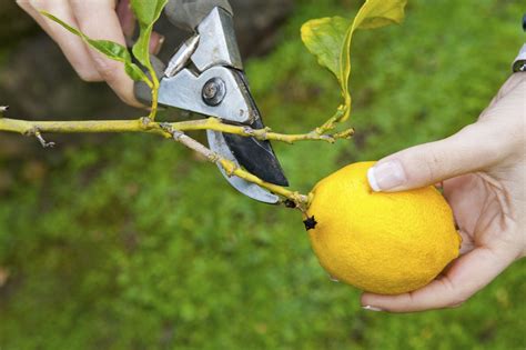 When To Prune Citrus Fruit Trees When To Prune Citrus Fruit Trees