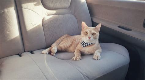 Why Do Cats Hate Car Rides 7 Vet Verified Reasons Solutions Pangovet Why Do Cats Hate Car Rides 7 Vet Verified Reasons Solutions Pangovet