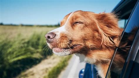 Why Do Dogs Hang Their Head Out The Window Essential Tips Keepingdog Why Do Dogs Hang Their Head Out The Window Essential Tips Keepingdog