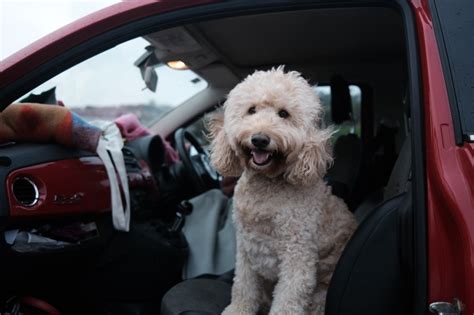 Why Does My Dog Pant In The Car And How To Stop It Why Does My Dog Pant In The Car And How To Stop It