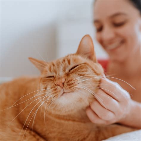 Why Hire A Cat Sitter Cat Sitter Cat Care Cats Why Hire A Cat Sitter Cat Sitter Cat Care Cats