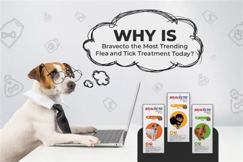Why Is Bravecto The Most Trending Flea And Tick Treatment Today Why Is Bravecto The Most Trending Flea And Tick Treatment Today
