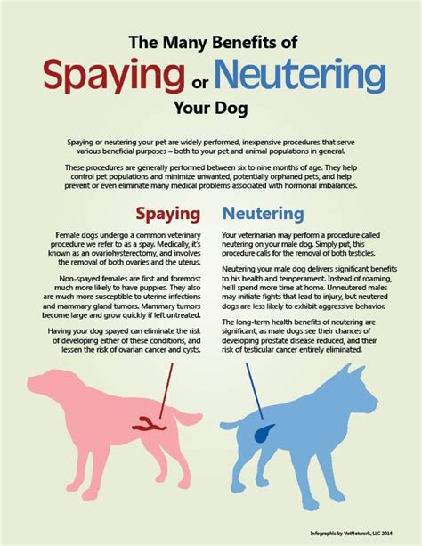 Why Should You Neuter Or Spay Your Cat Pet Health Tips Pinterest Why Should You Neuter Or Spay Your Cat Pet Health Tips Pinterest
