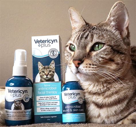 5 Tips Wound Care Cats