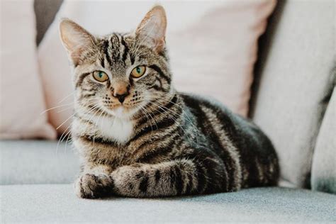 Wythe County Animal Clinic Updated March 2025 210 Grayson Rd Wythe County Animal Clinic Updated March 2025 210 Grayson Rd